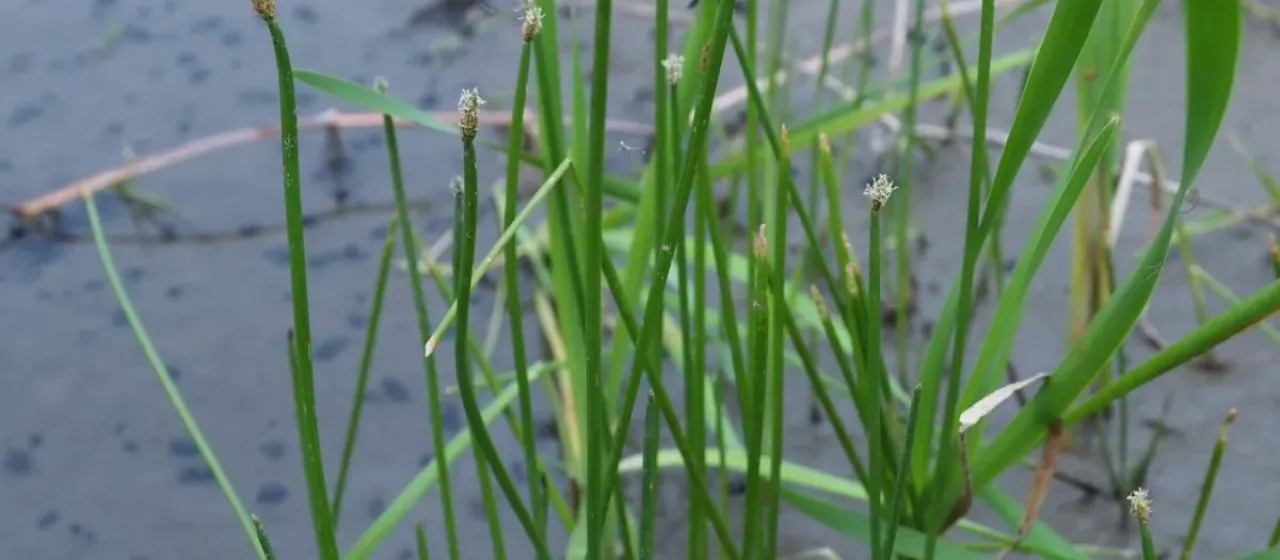 Eleocharis kuroguwai