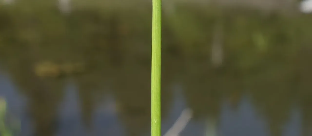 Northern spike-rush