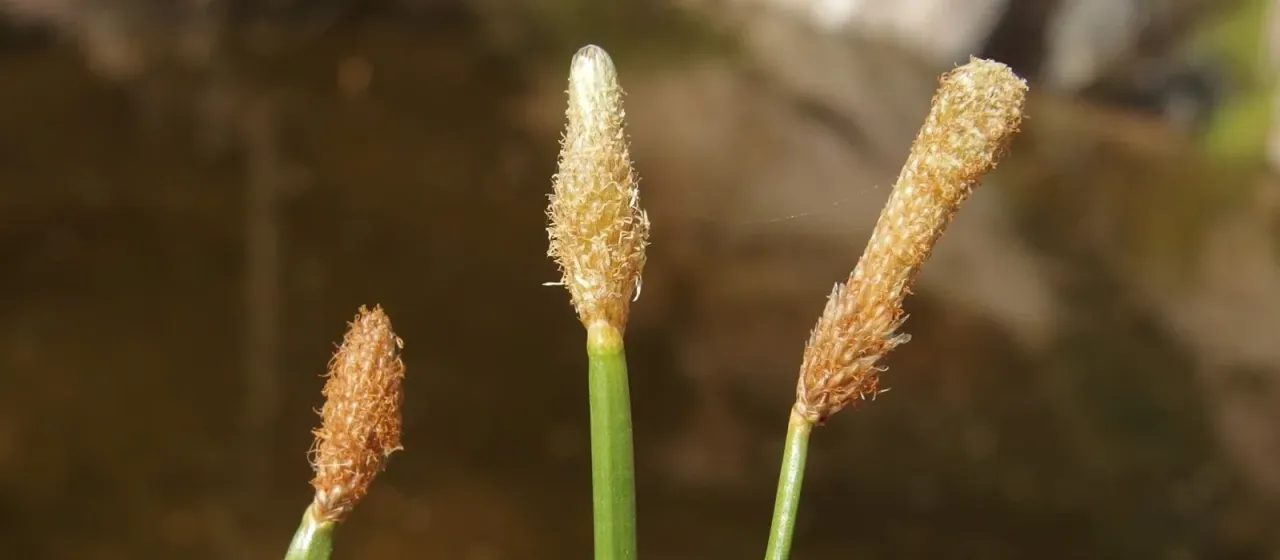 Jointed spikerush