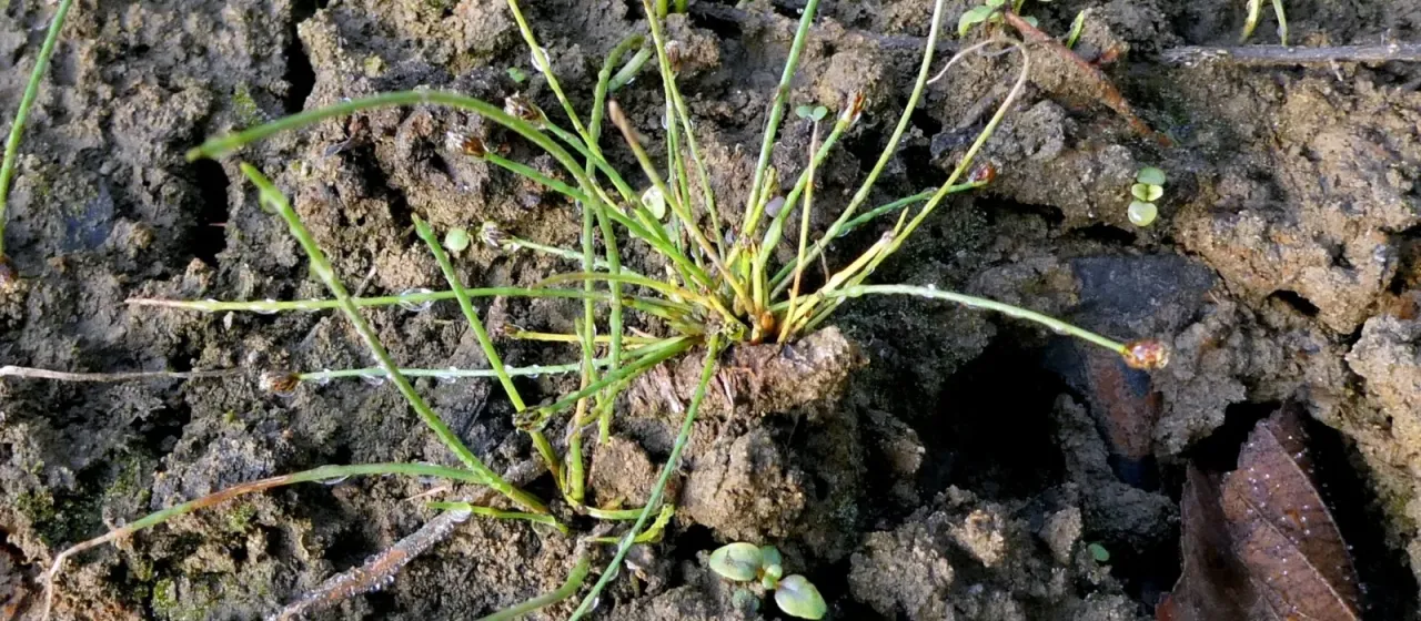Ovate spikerush