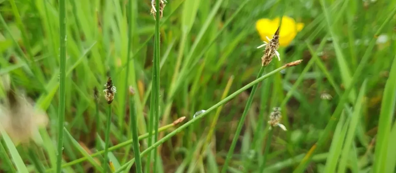 Common spikerush