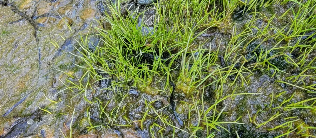 Dwarf hairgrass