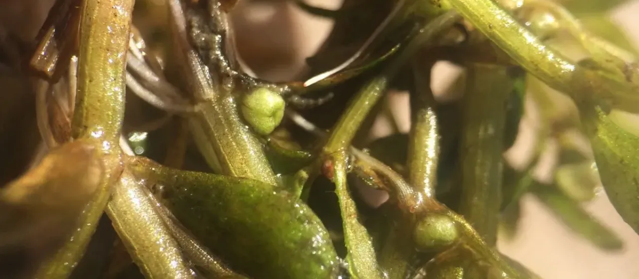 American waterwort