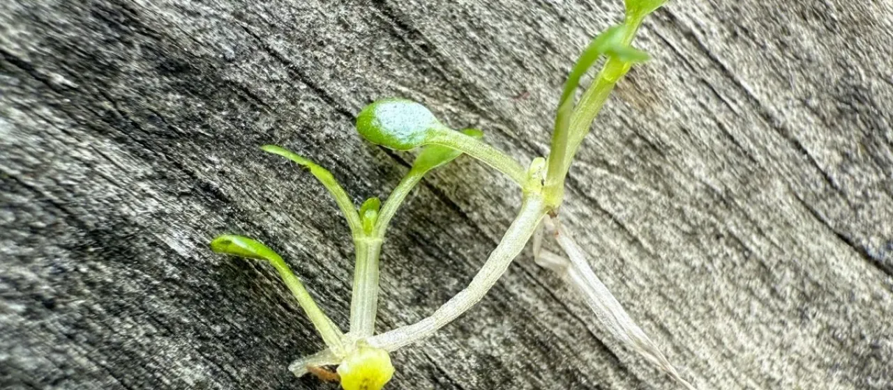Eight-stamened waterwort