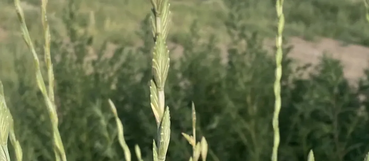Blunt-flowered wheatgrass