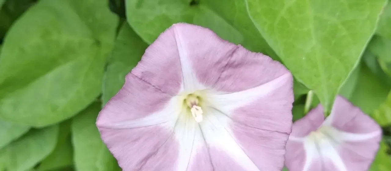 Hedge bindweed