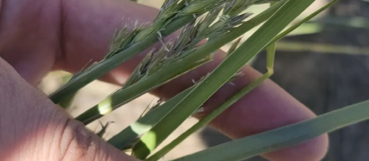 Creeping wild rye