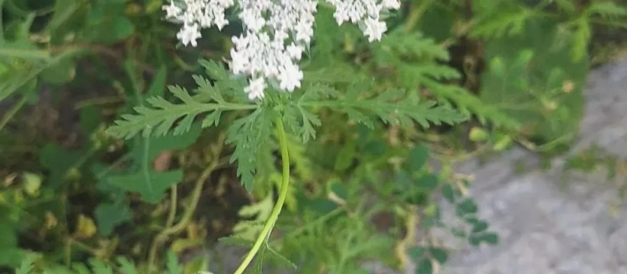 Eremodaucus lehmannii