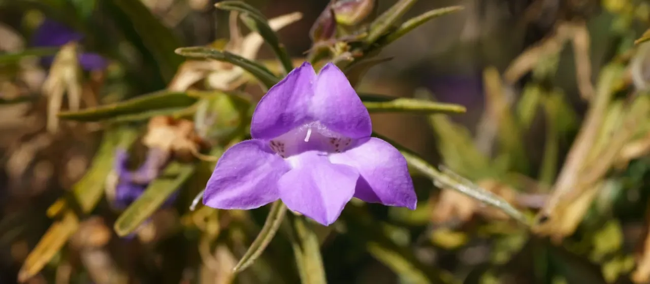 Eremophila gilesii