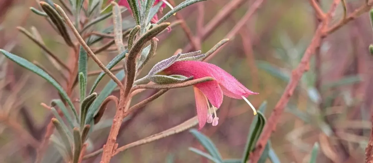 Eremophila latrobei