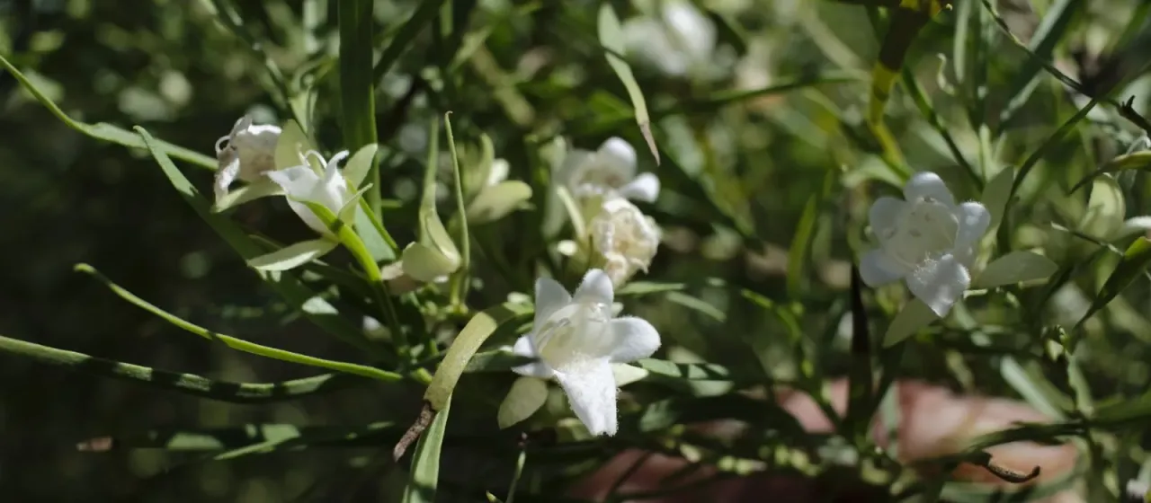 Eremophila mitchellii