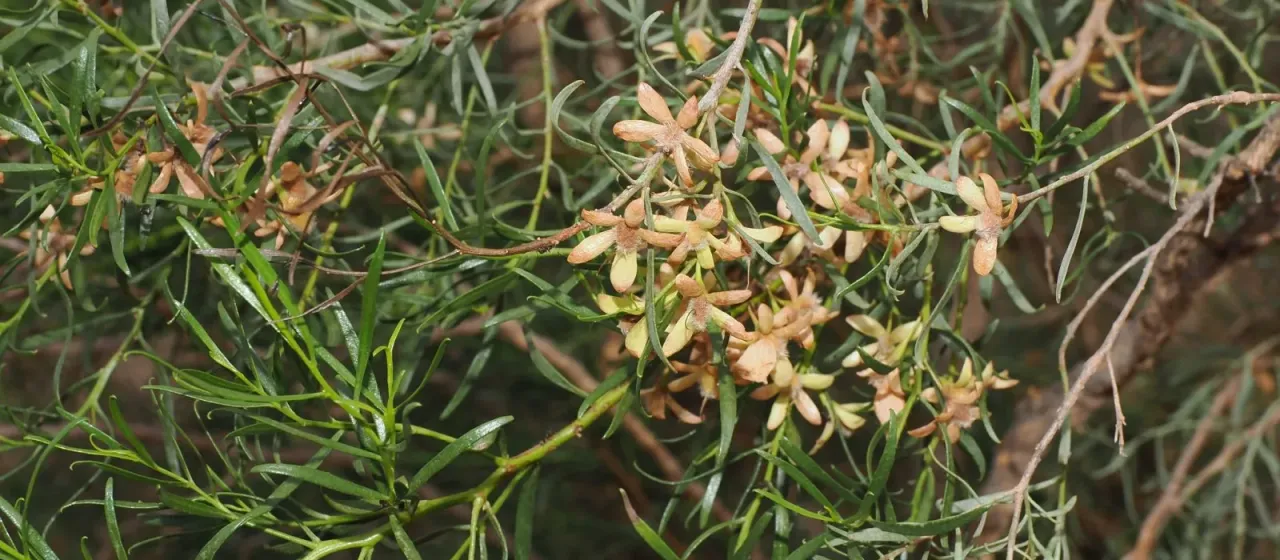 Eremophila sturtii