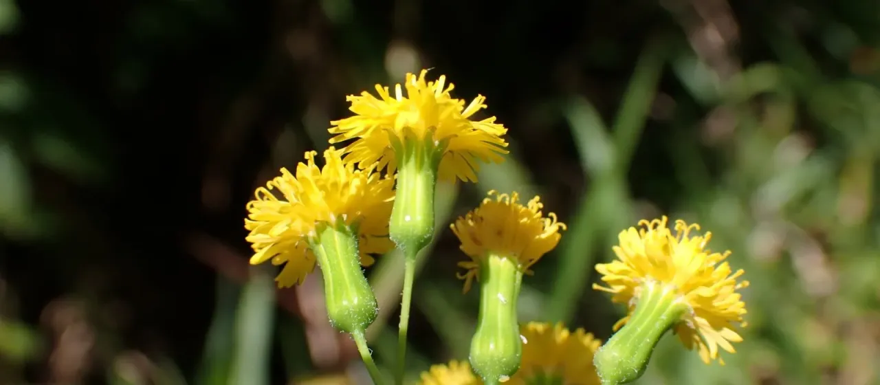 Emilia citrina