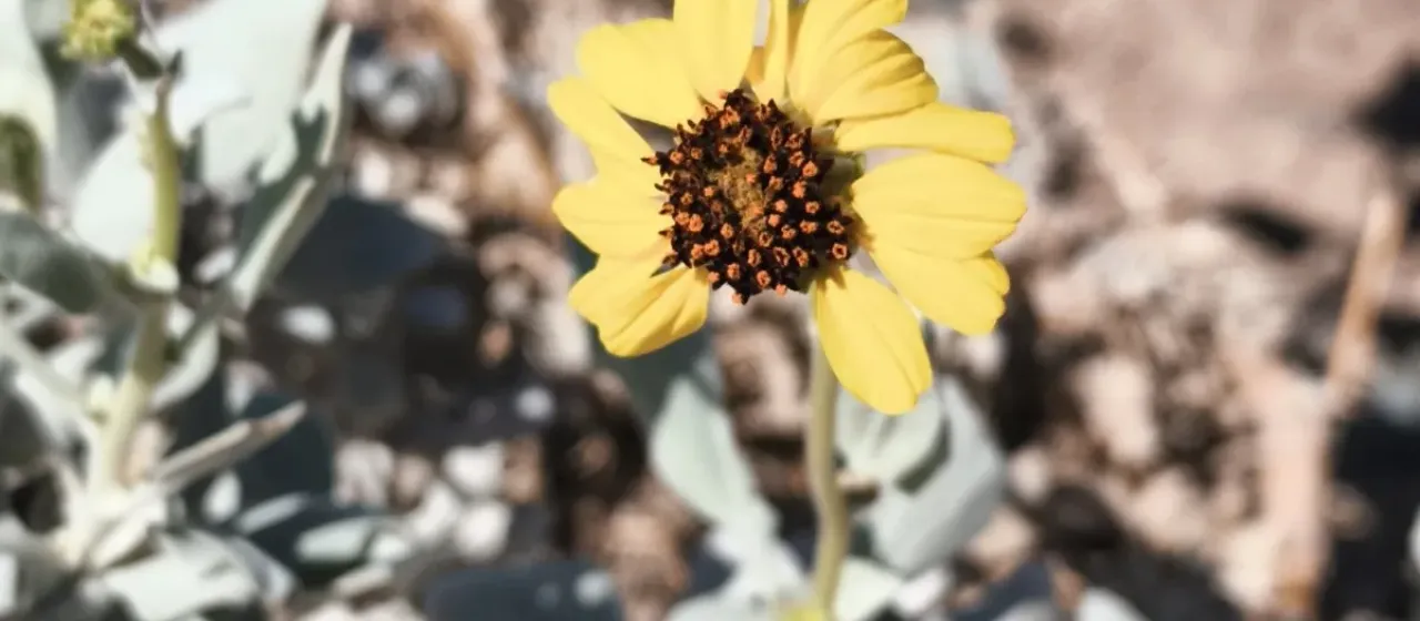 Encelia canescens