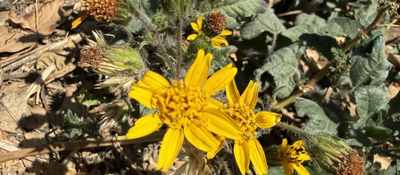 Mexican encelia