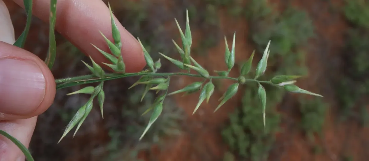 Enneapogon avenaceus