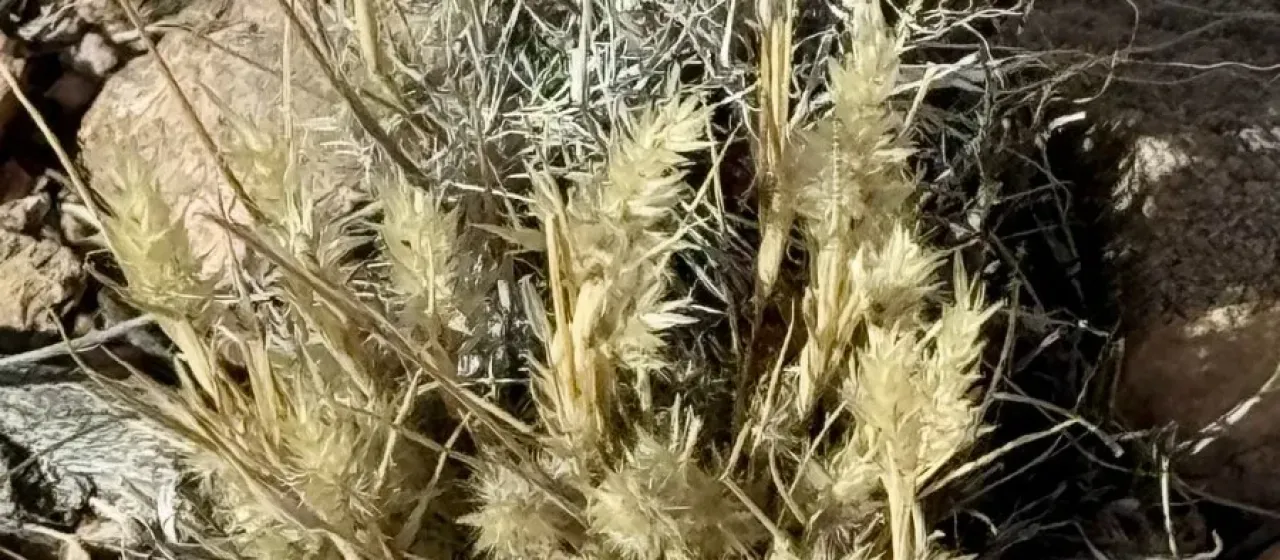 Nineawn grass