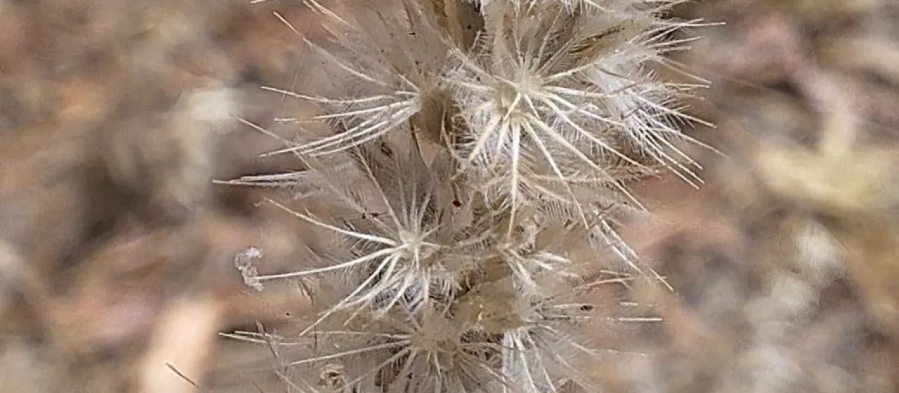 Enneapogon nigricans