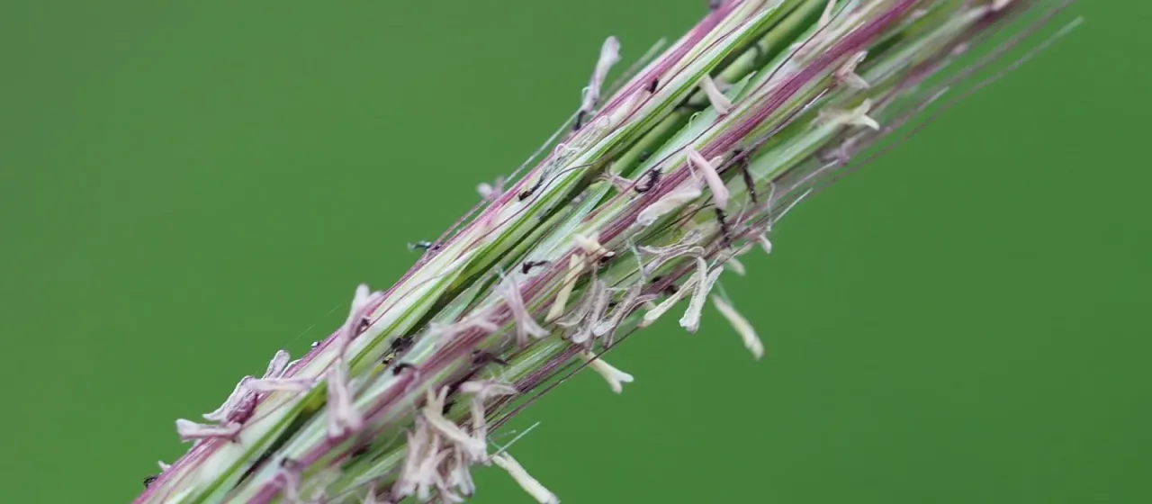 Enteropogon dolichostachyus