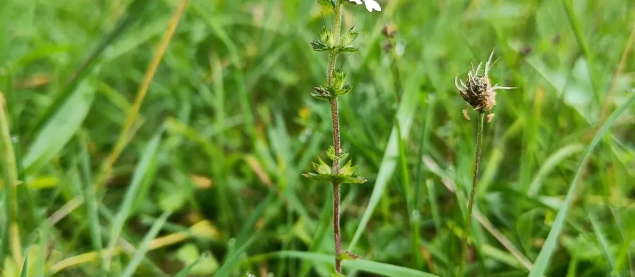 Euphrasia rostkoviana