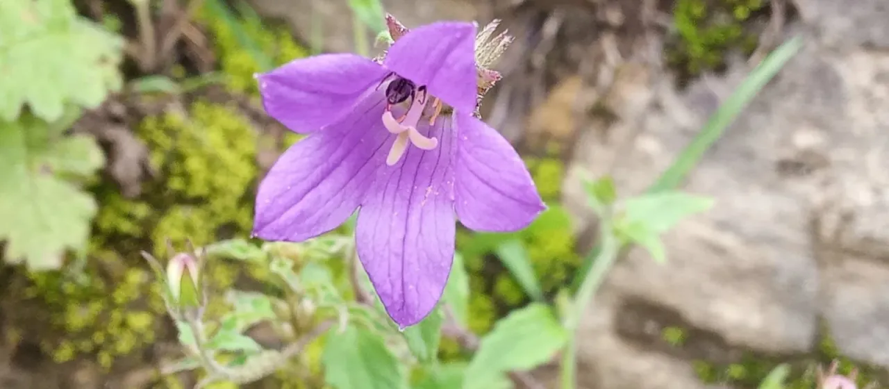 Coloured bellflower