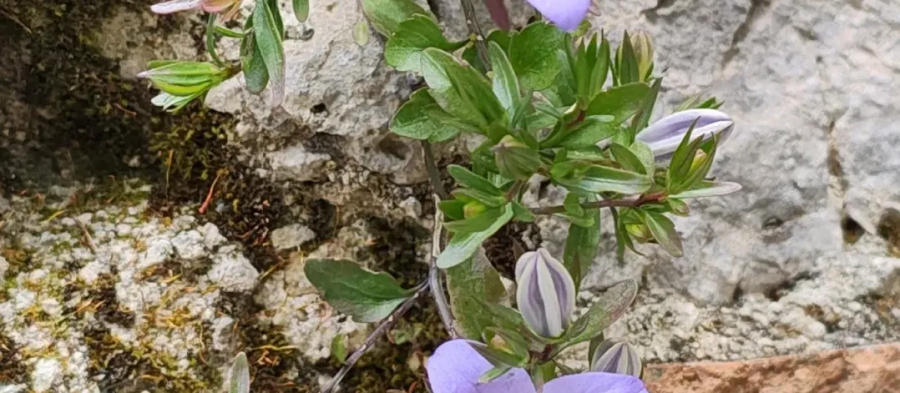 Fragile bellflower