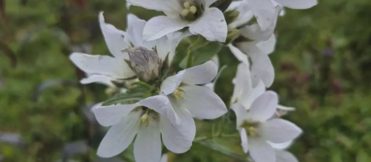 Milky bellflower