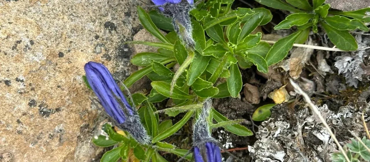 Bellflower