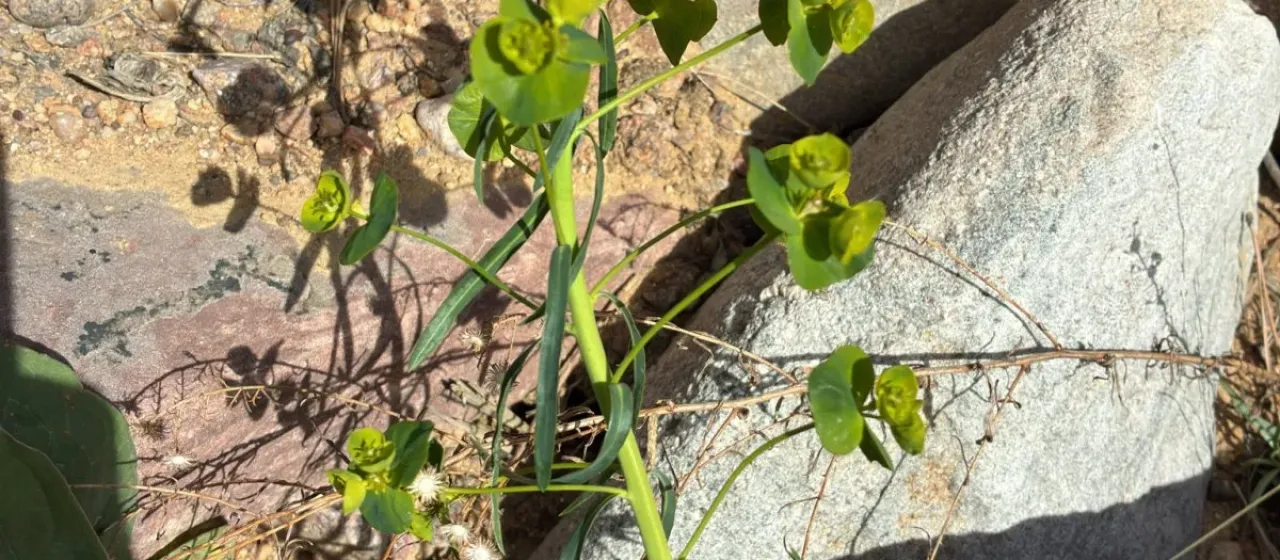 Leafy spurge