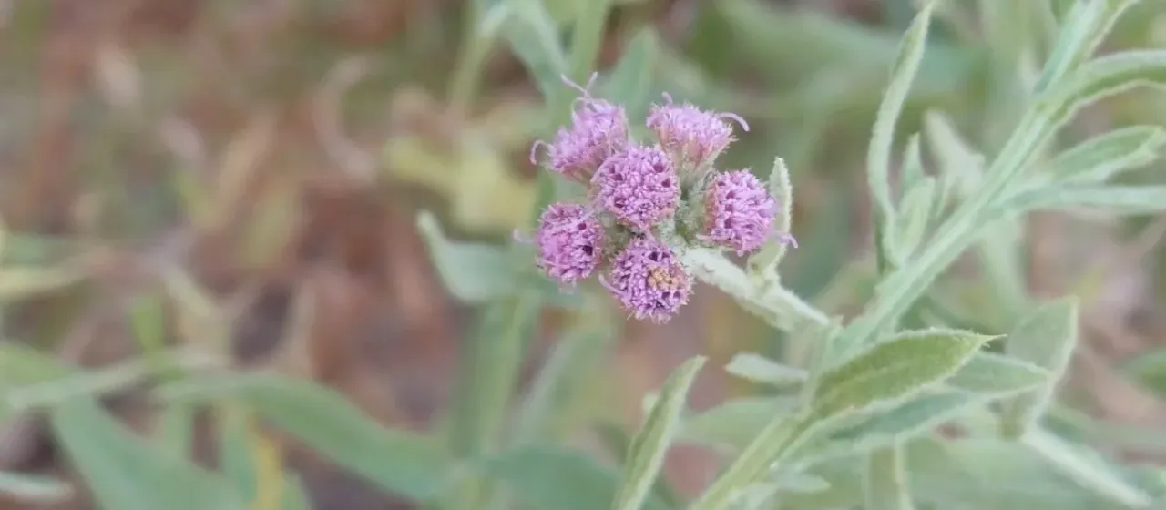 Epaltes gariepina
