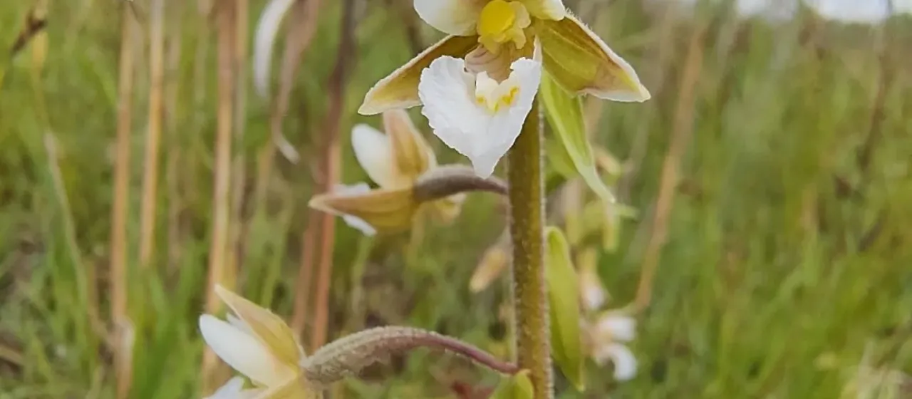 Marsh helleborine