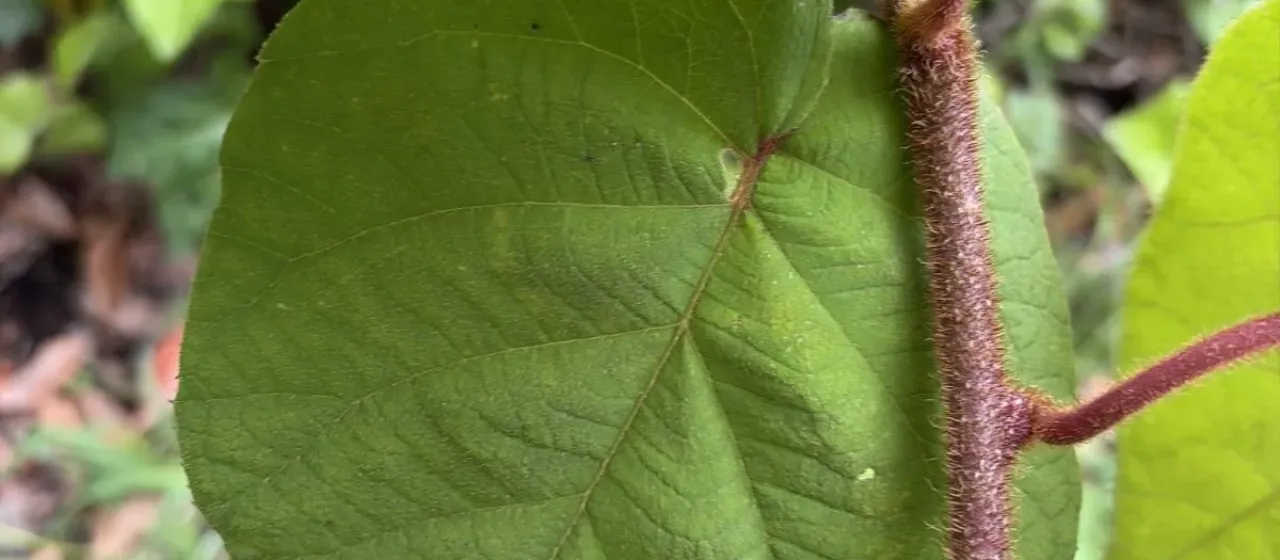 Actinidia deliciosa