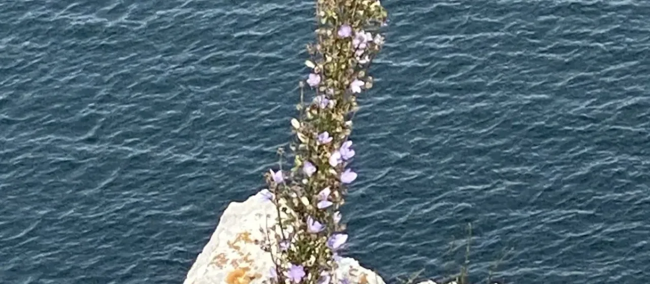 Chimney bellflower