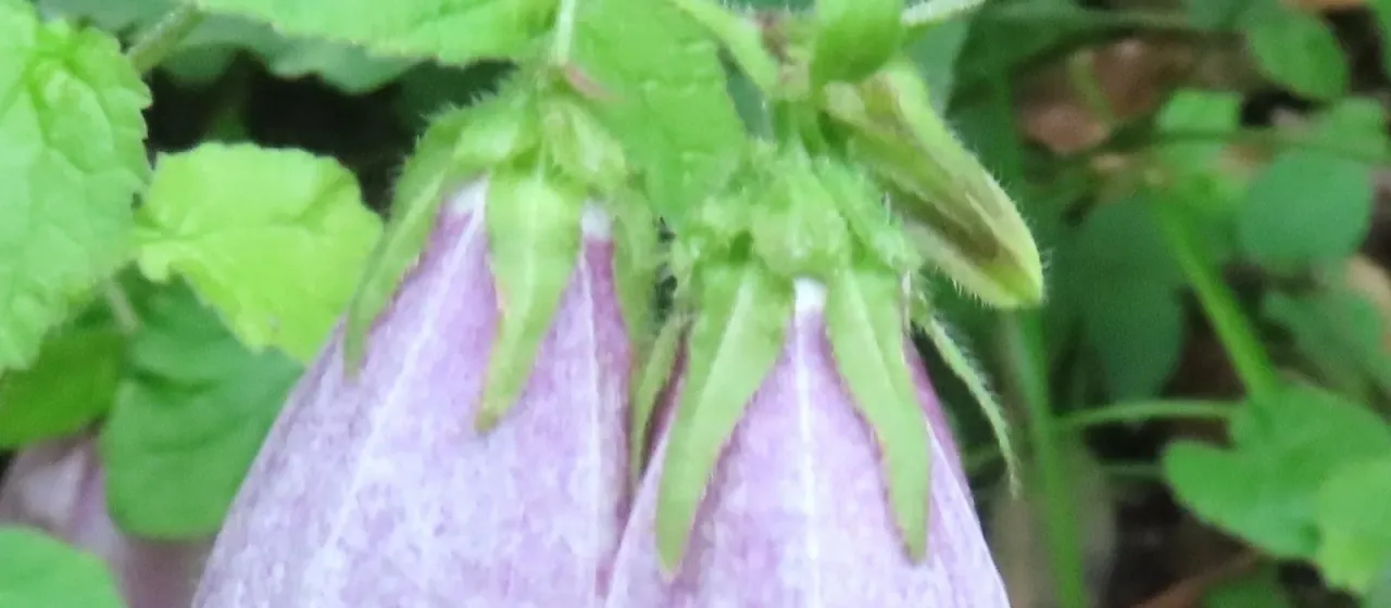 Korean bellflower