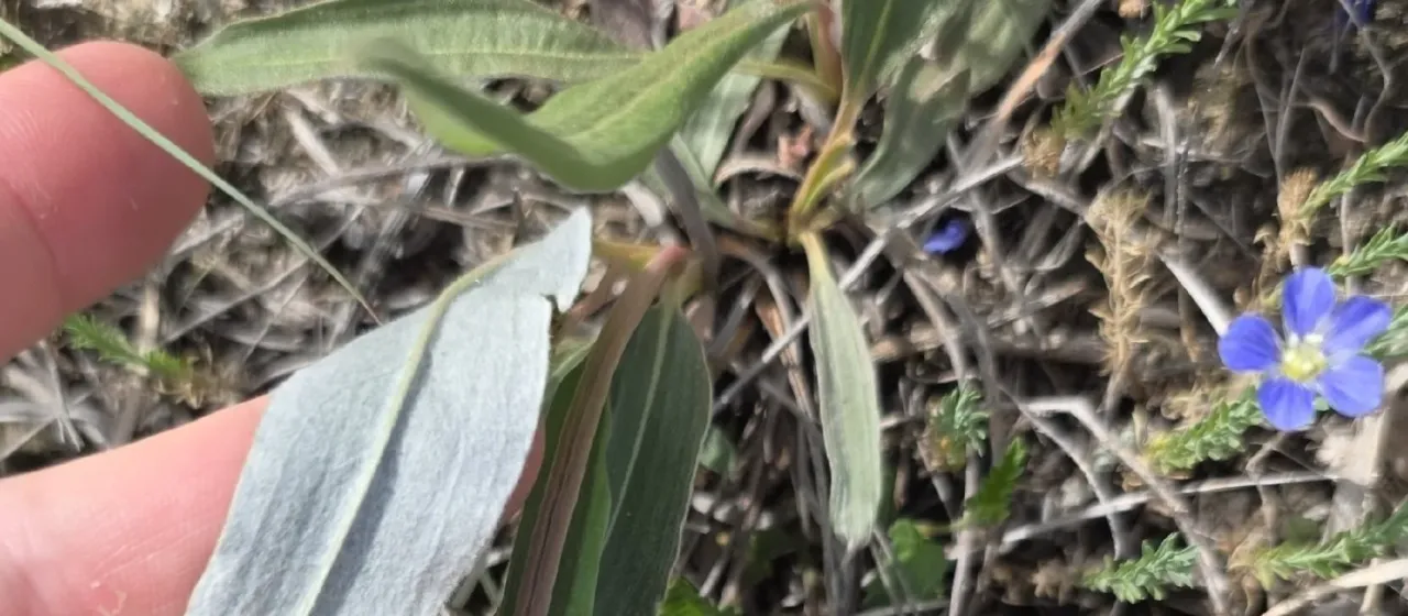 Longleaf buckwheat