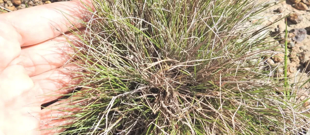Eriachne glabrata