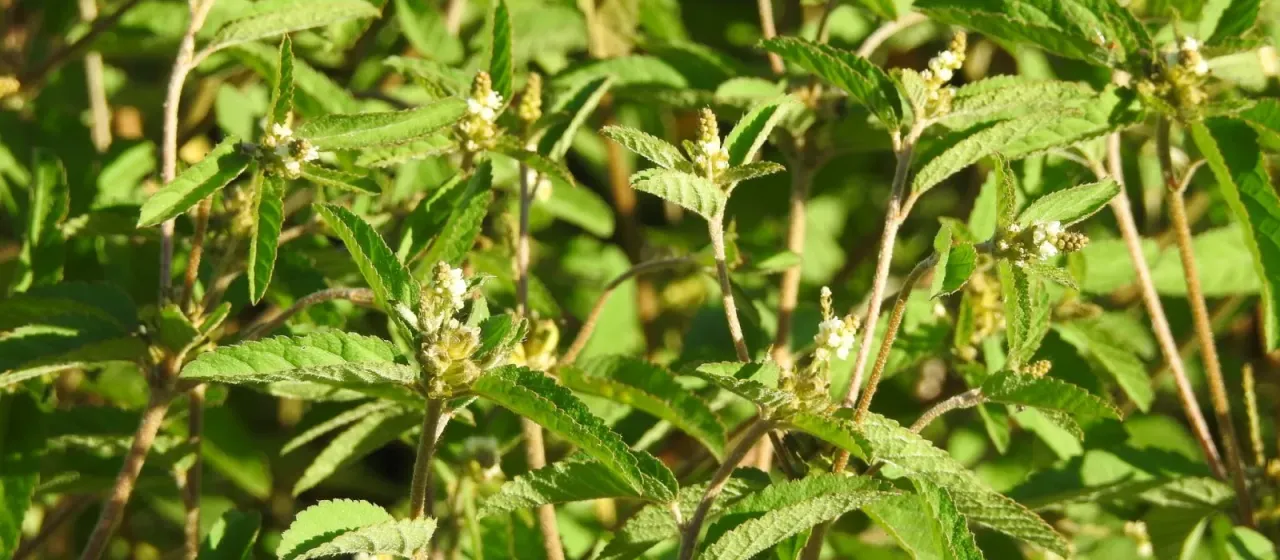 Eremocarpus