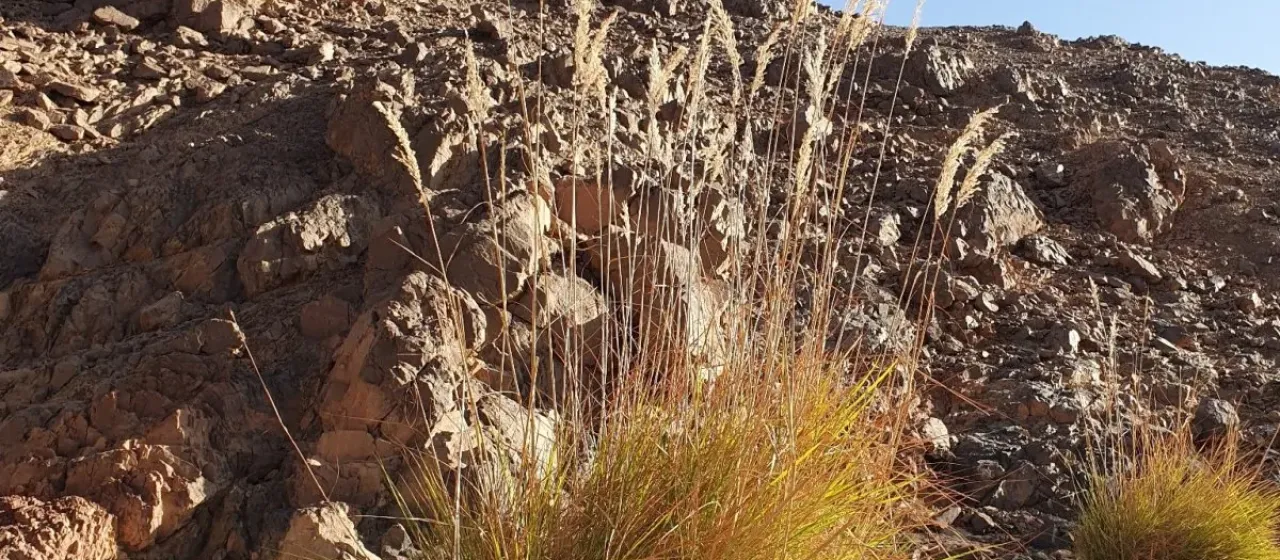 Ravenna grass