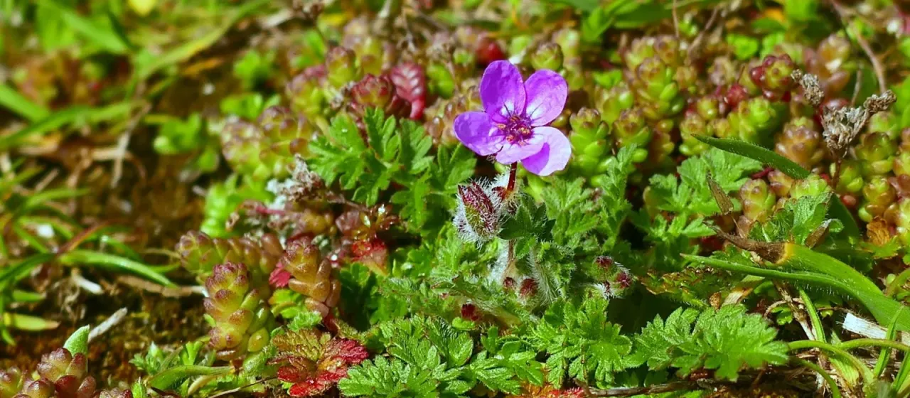 Stemless stork's bill