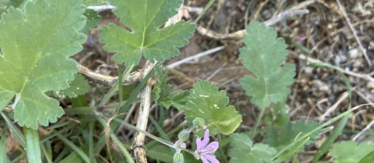 Neurad-leaved stork's-bill