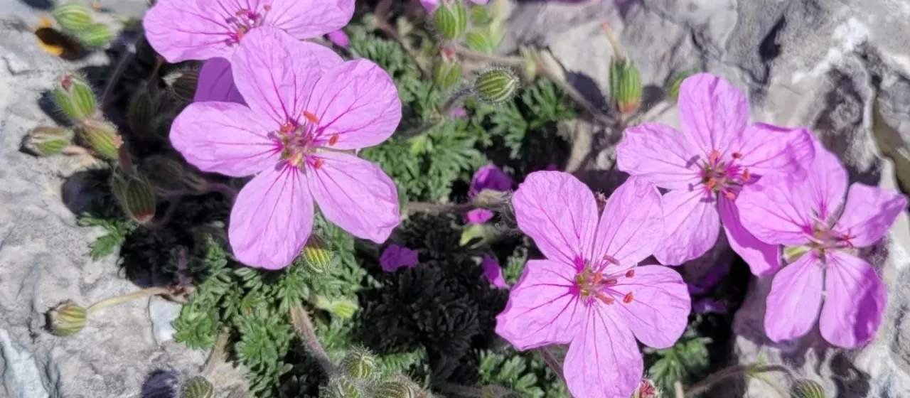 Stinking stork's bill