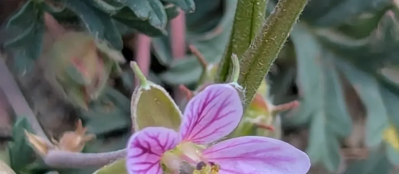 Stephan's stork's bill
