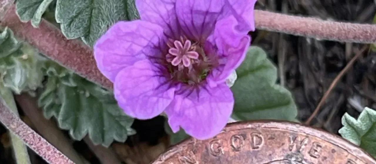 Texas stork's bill
