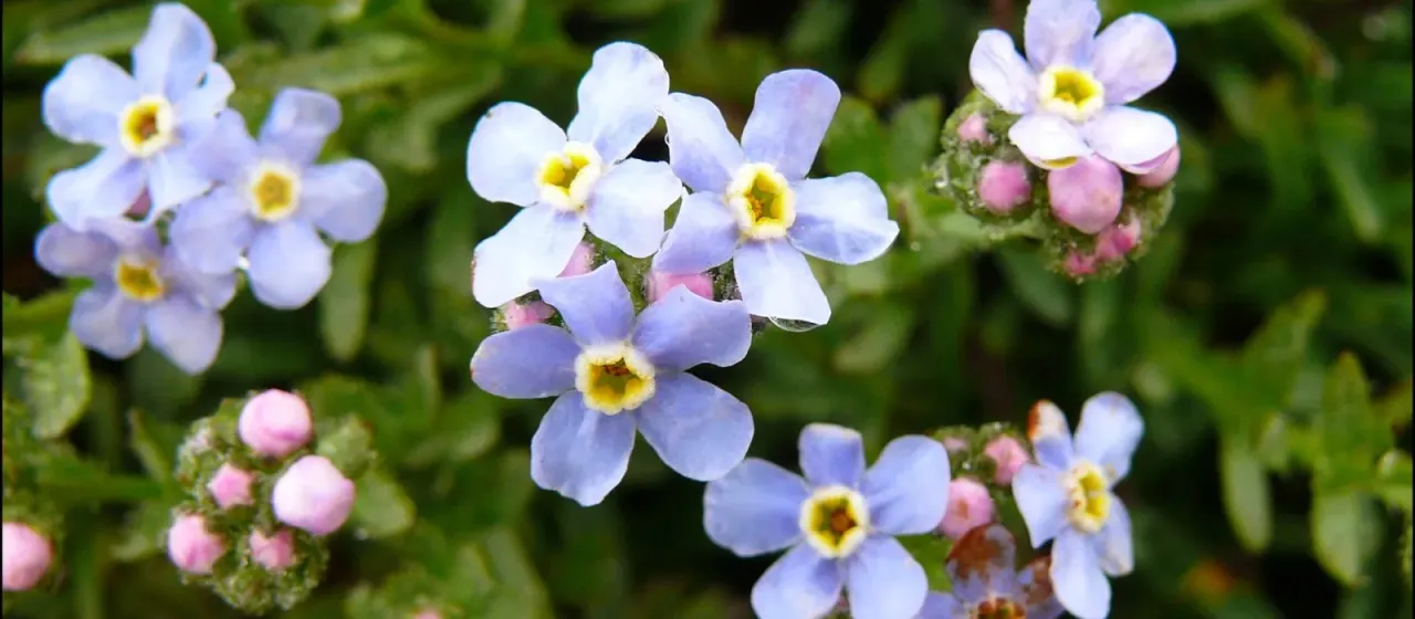 Eritrichium nipponicum