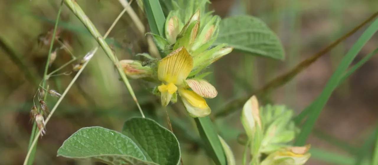 Eriosema cordatum
