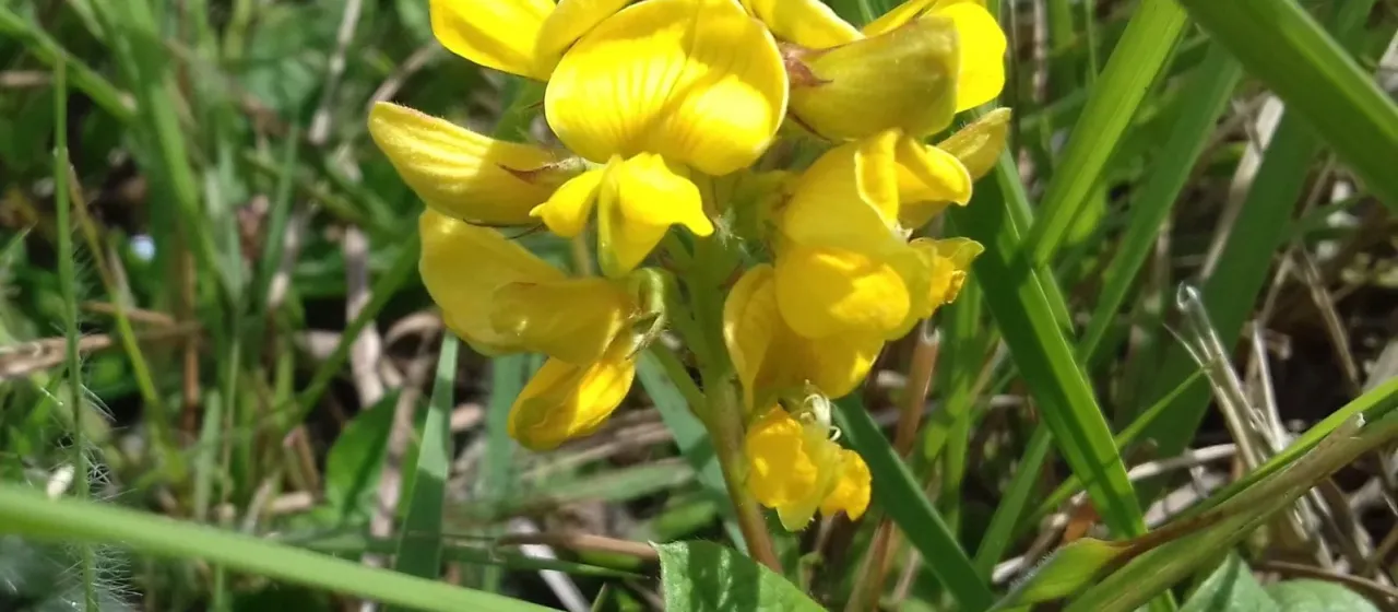 Eriosema heterophyllum