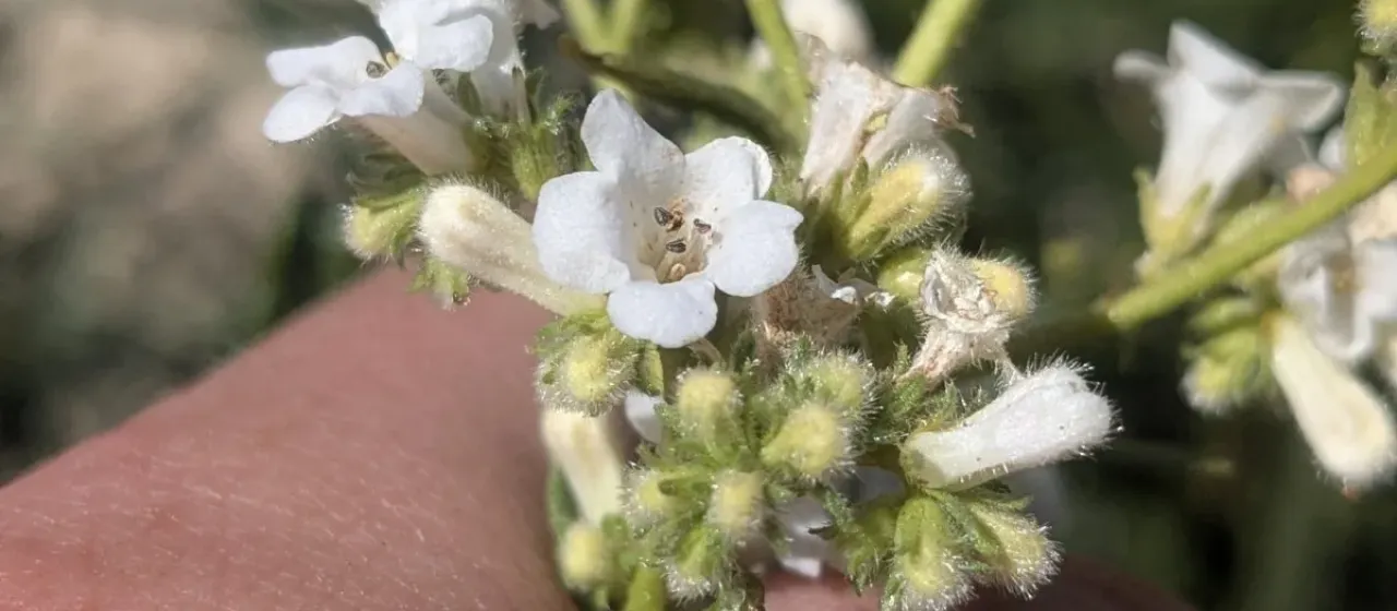 Narrowleaf Yerba Santa