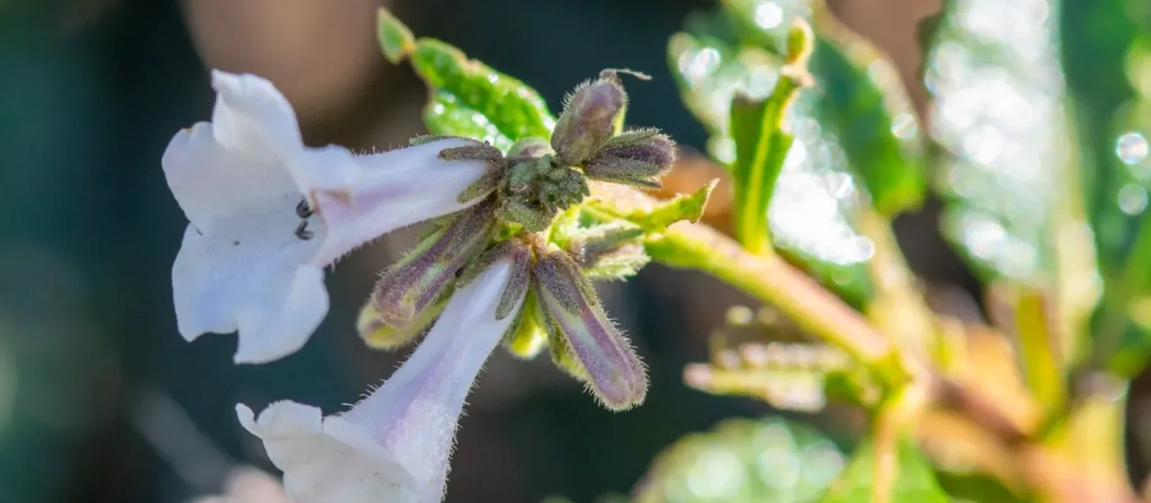 Yerba santa