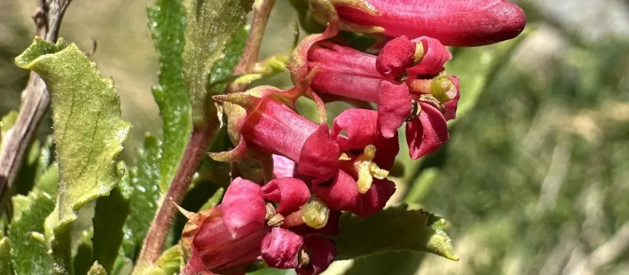 Escallonia alpina