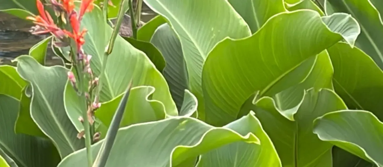 Canna indica